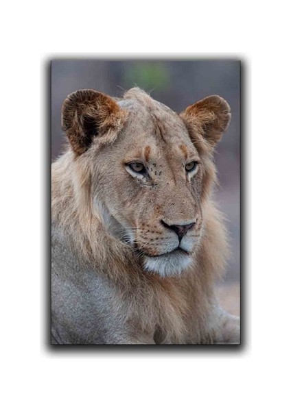 Aslan Kanvas Tablo