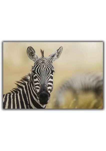 Zebra Kanvas Tablo