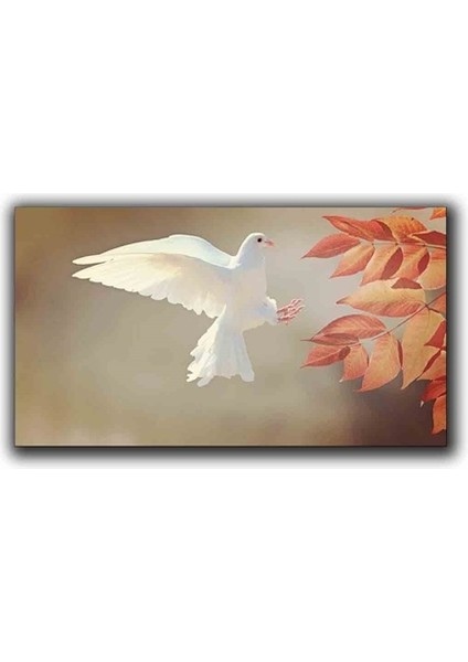Beyaz Guvercın Kanvas Tablo