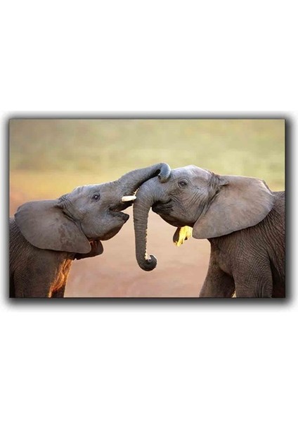 Fıller Kanvas Tablo