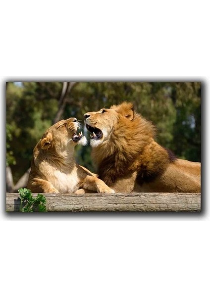 Güneşlenen Aslanlar Kanvas Tablo