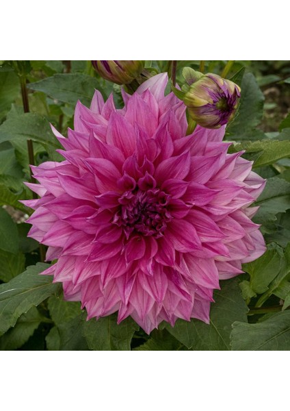 Cafe Au Lait Rose Dahlia Iri Yıldız Çiçeği Yumrusu (1 Adet)