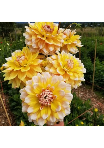 Seattle Dahlia Iri Çiçekli Yıldız Çiçeği Yumrusu (1 Adet)