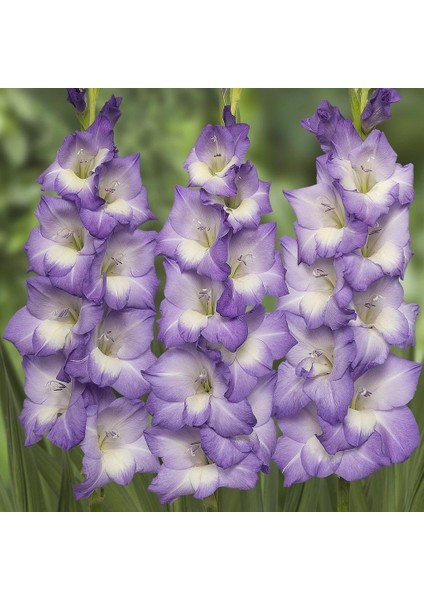 Gladiolus Milka Lila Glayör Çiçeği Soğanı (4 Adet)
