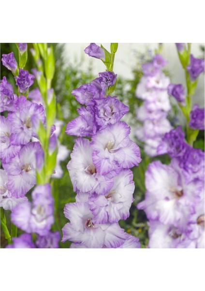Gladiolus Blue Frost Özel Renk Glayör Çiçeği Soğanı (4 Adet)
