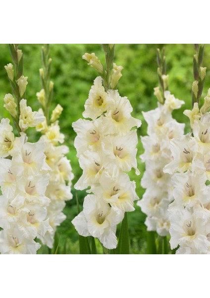 Gladiolus White Prosperity Beyaz Glayör Çiçeği Soğanı (4 Adet)