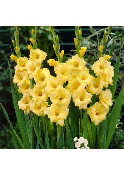 Gladiolus Jacksonvilla Gold Sarı Glayör Çiçeği Soğanı (4 Adet)