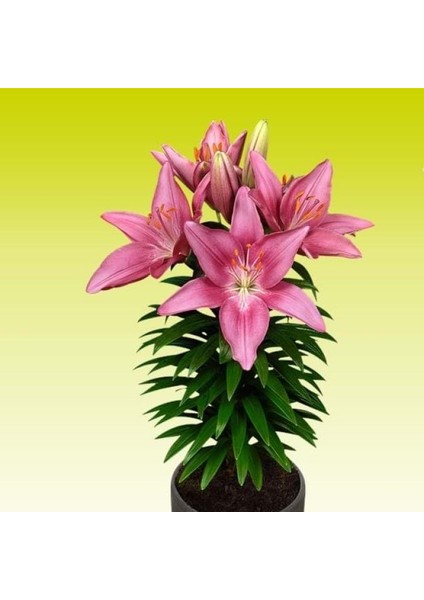 Kokulu Tiny Pearl Pembe Zambak Çiçeği Soğanı (1 Adet)