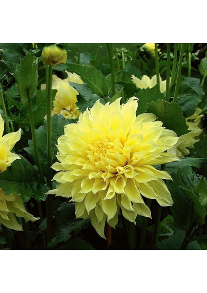Kelvin Floodlight Dahlia Iri Yıldız Çiçeği Yumrusu (1 Adet)