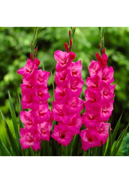 Gladiolus Fidelio Pembe Glayör Çiçeği Soğanı (4 Adet)