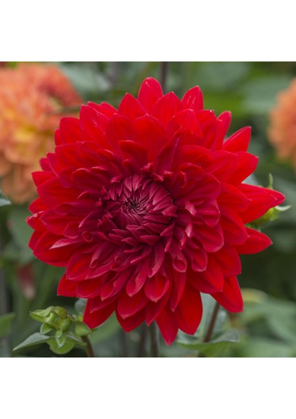 Garden Wonder Dahlia Iri Çiçekli Yıldız Çiçeği Yumrusu (1 Adet)