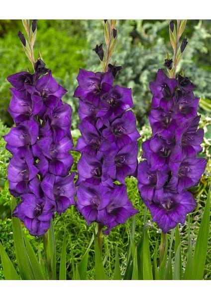 Gladiolus Purple Flora Mor Glayör Çiçeği Soğanı (4 Adet)