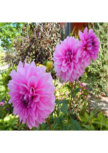 Lavender Perfection Dahlia Yıldız Çiçeği Yumrusu (1 Adet)