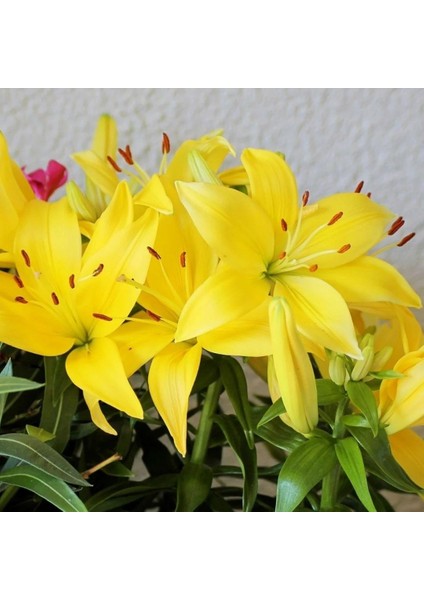 Sarı Renkli Kokulu Zambak Fancy Joy Lilium Soğanı (1 Adet)