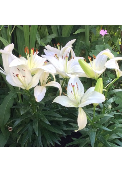 Beyaz Renkli Kokulu Zambak White Joy Lilium Soğanı (1 Adet)