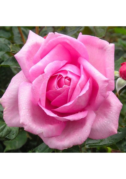 Tüplü Rose Dot Pembe-Beyaz Renk Kokulu Yediveren Gül Fidanı