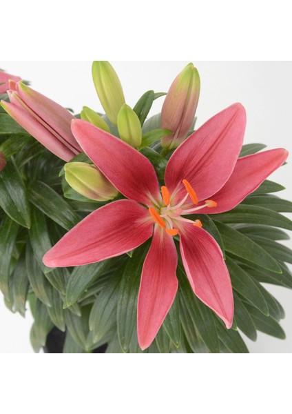 Pembe Renkli Kokulu Zambak Tiny Pearl Lilium Soğanı (1 Adet)