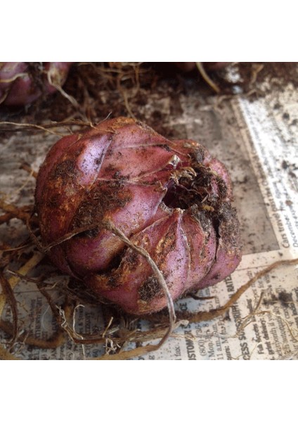 Pembe Renkli Kokulu Zambak Tiny Pearl Lilium Soğanı (1 Adet)
