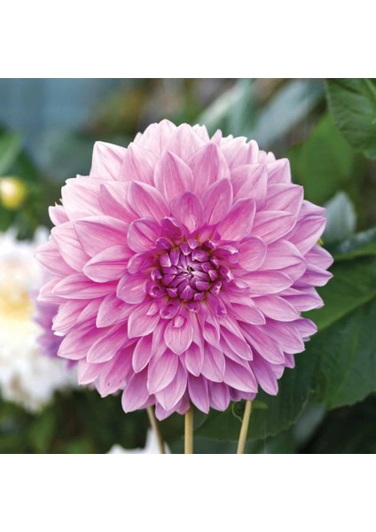 Lavender Perfection Dahlia Yıldız Çiçeği Yumrusu (1 Adet )