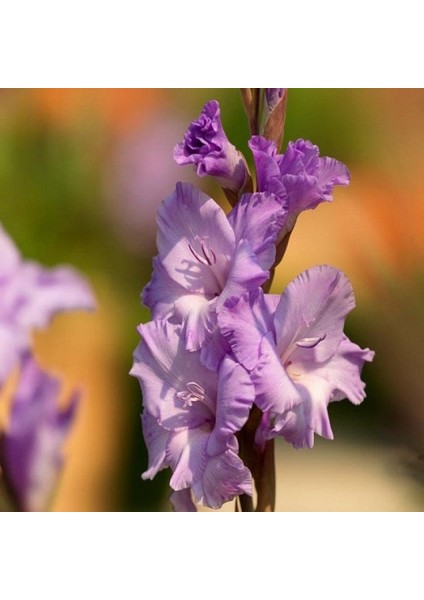 Gladiolus Mor Renk Milka Glayör Çiçeği Soğanı (4 Adet)