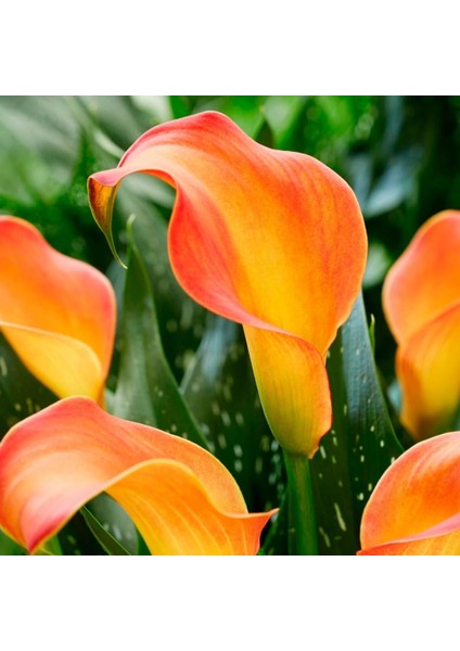 Turuncu Renkli Orange Alert Calla Lily Zantedeschia Gala Çiçeği Soğanı (1 Adet)