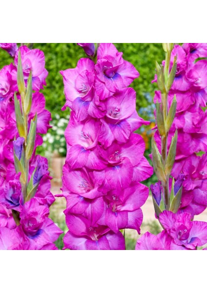 Gladiolus Pembe Renk Fidelio Flora Glayör Çiçeği Soğanı (4 Adet)