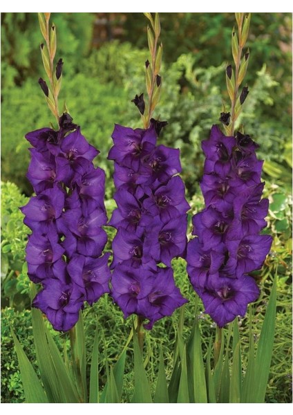 Gladiolus Mor Renk Purple Flora Glayör Çiçeği Soğanı (4 Adet)