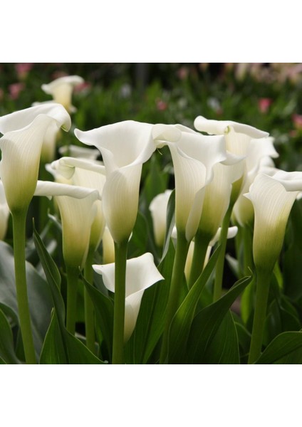 Beyaz Crystal Clear Calla Lily Zantedeschia Gala Çiçeği Soğanı (1 Adet)