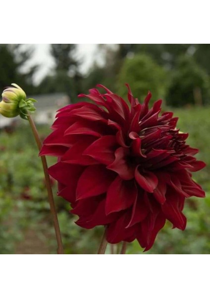 Bordo Renk Spartacus Dahlia Yıldız Çiçeği Yumrusu (1 Adet )