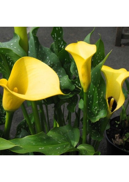 Sarı Renk Hanoi Calla Lily Zantedeschia Gala Çiçeği Soğanı (1 Adet)