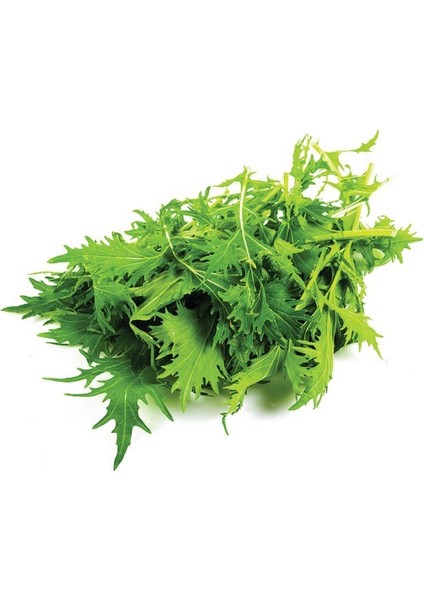Doğal Brassica Rapa Japonica Green Mizuna Fidesi (5 Adet)