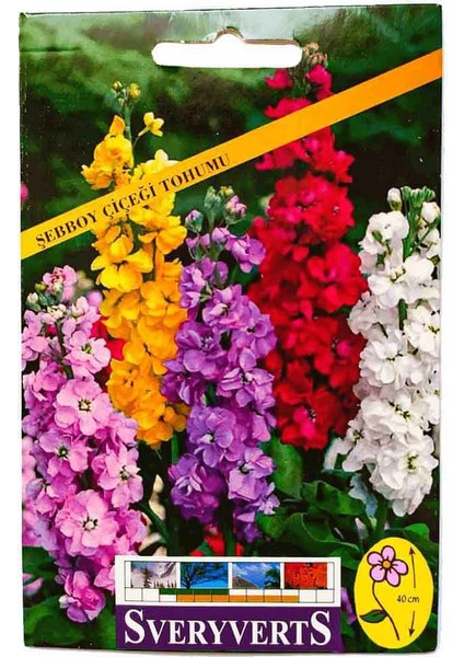 Birinci Kalite Şebboy Çiçek Tohumu