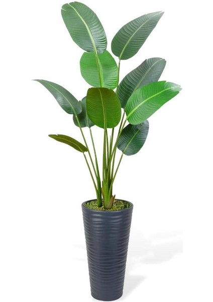 Yapay Ağacı Antrasit 57CM Uzun Kumsal Vazoda Muz Ağacı Yapay Starliçe 195CM 10 Yaprak