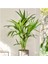Kentya Palmiyesi – Kentia Palm 100-120 cm 2