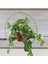 Ok Başı Sarmaşığı - Syngonium Podophyllum 1
