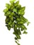 Ok Başı Sarmaşığı - Syngonium Podophyllum 2