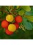 Kocayemiş (Arbutus Unedo) Fidanı 1
