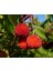 Kocayemiş (Arbutus Unedo) Fidanı 2
