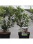 Kocayemiş (Arbutus Unedo) Fidanı 3