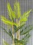 Yapay Çiçek Areka Ağacı Palmiye Ağacı Bambu Gövdeli Saksılı 18 Yaprak 125 cm 4