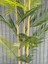 Yapay Çiçek Areka Ağacı Palmiye Ağacı Bambu Gövdeli Saksılı 18 Yaprak 125 cm 5