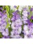 Gladiolus Blue Frost Özel Renk Glayör Çiçeği Soğanı (4 Adet) 1