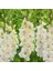 Gladiolus White Prosperity Beyaz Glayör Çiçeği Soğanı (4 Adet) 1