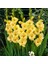 Gladiolus Jacksonvilla Gold Sarı Glayör Çiçeği Soğanı (4 Adet) 1