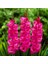 Gladiolus Fidelio Pembe Glayör Çiçeği Soğanı (4 Adet) 1