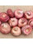 Gladiolus Fidelio Pembe Glayör Çiçeği Soğanı (4 Adet) 2