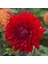 Garden Wonder Dahlia Iri Çiçekli Yıldız Çiçeği Yumrusu (1 Adet) 1