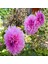 Lavender Perfection Dahlia Yıldız Çiçeği Yumrusu (1 Adet) 1