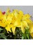 Sarı Renkli Kokulu Zambak Fancy Joy Lilium Soğanı (1 Adet) 1