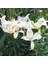 Beyaz Renkli Kokulu Zambak White Joy Lilium Soğanı (1 Adet) 1